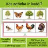 Apibendrinančios sąvokos | Kas netinka? (Nr. P158)