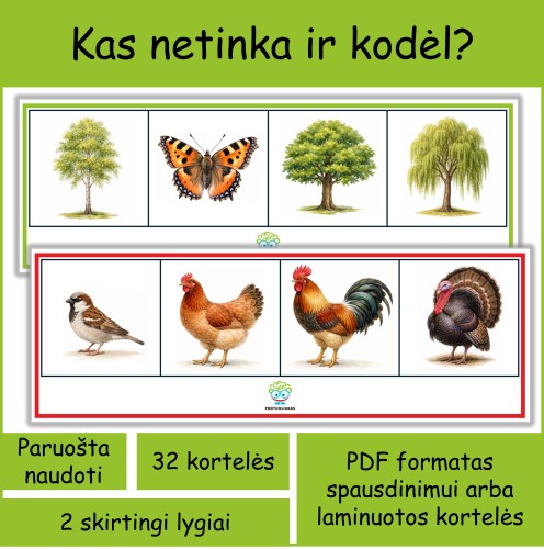 Apibendrinančios sąvokos | Kas netinka? (Nr. P158)