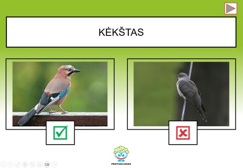 Interaktyvus testas „Laukiniai paukščiai“ (Nr. 198)
