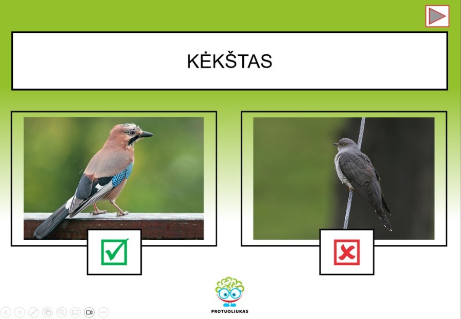 Interaktyvus testas „Laukiniai paukščiai“ (Nr. 198)