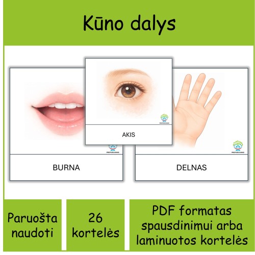 Kūno dalys (Nr. P145)