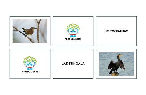 Laukiniai paukščiai. Atminties kortelės (Nr. P91)