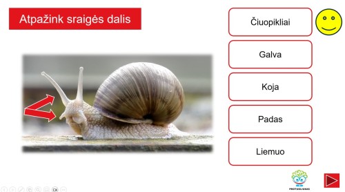 Sraigės - sandara ir testas apie jas (Nr. 199)